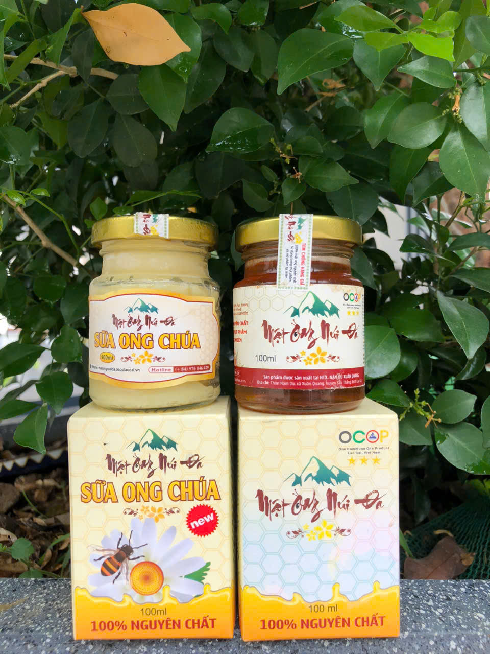 Mật ong núi đá Cao Chiến