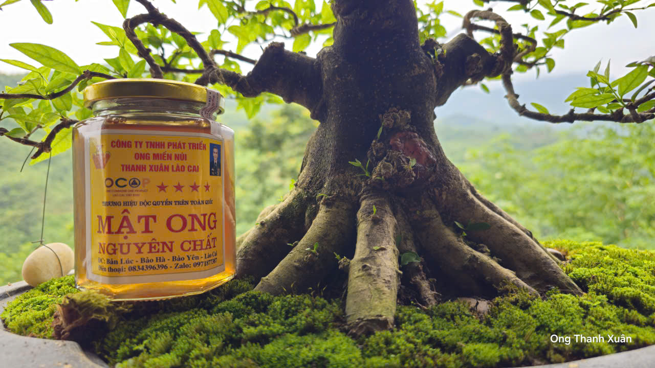 Mật ong nguyên chất Ong Núi Thanh Xuân