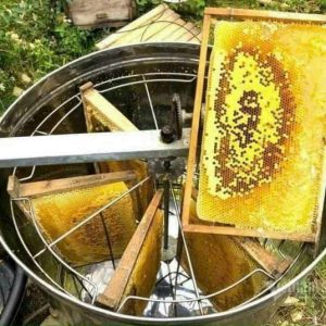 Mật ong bạc hà Mèo Vạc - A Páo